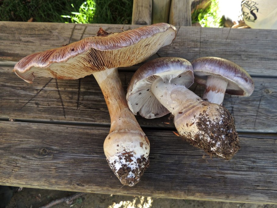Cortinarius Praestans