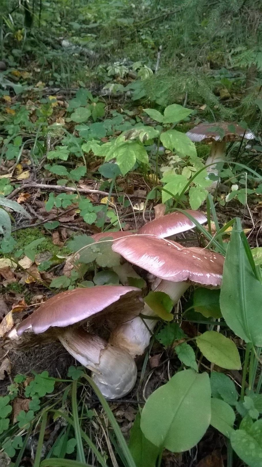 Гриб паутинник превосходный