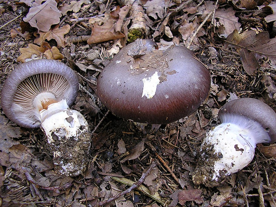 Cortinarius cumatilis