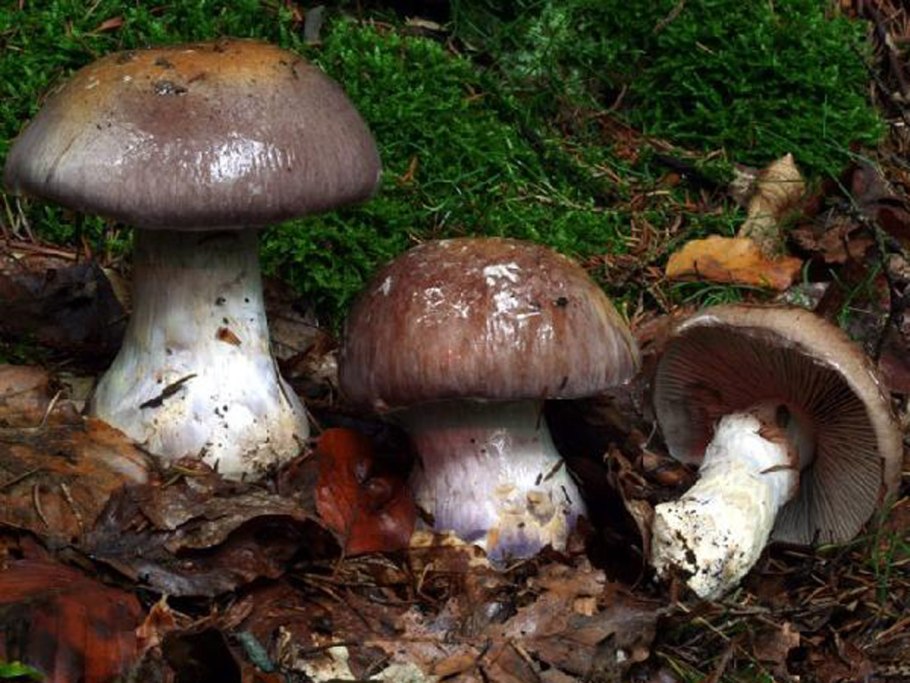 Гриб паутинник превосходный