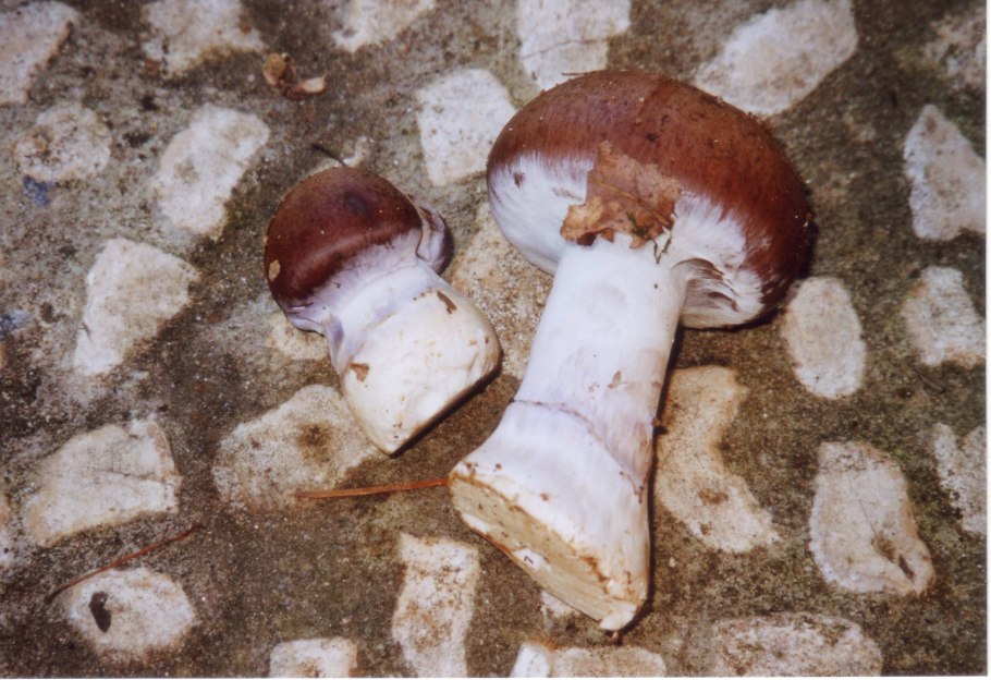 Cortinarius Praestans