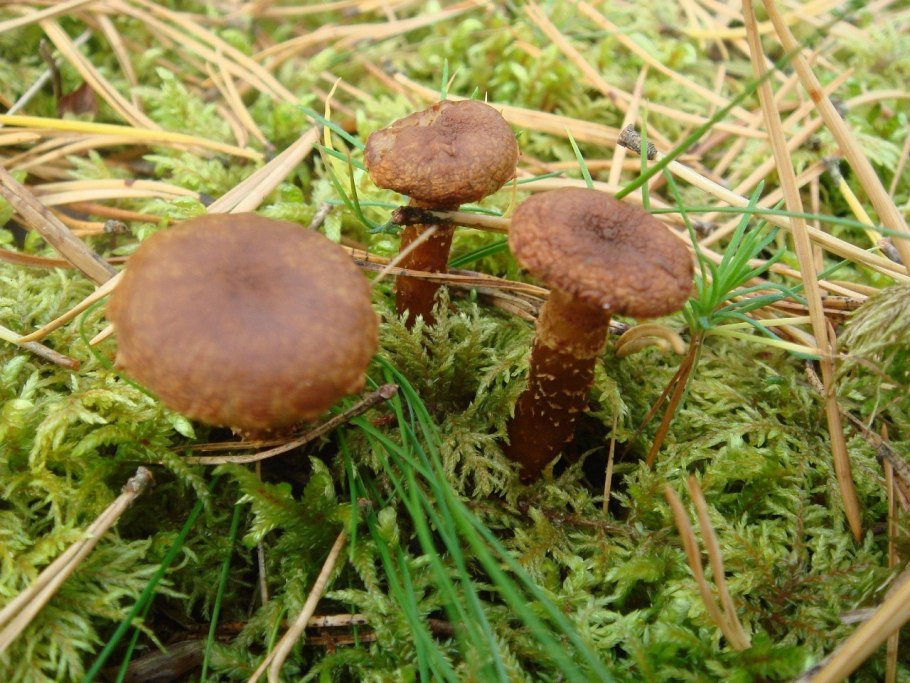 Масленок паутинник