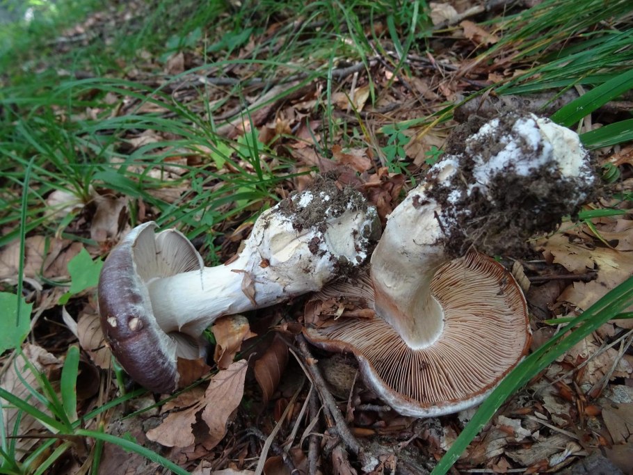 Cortinarius Praestans паутинник превосходный