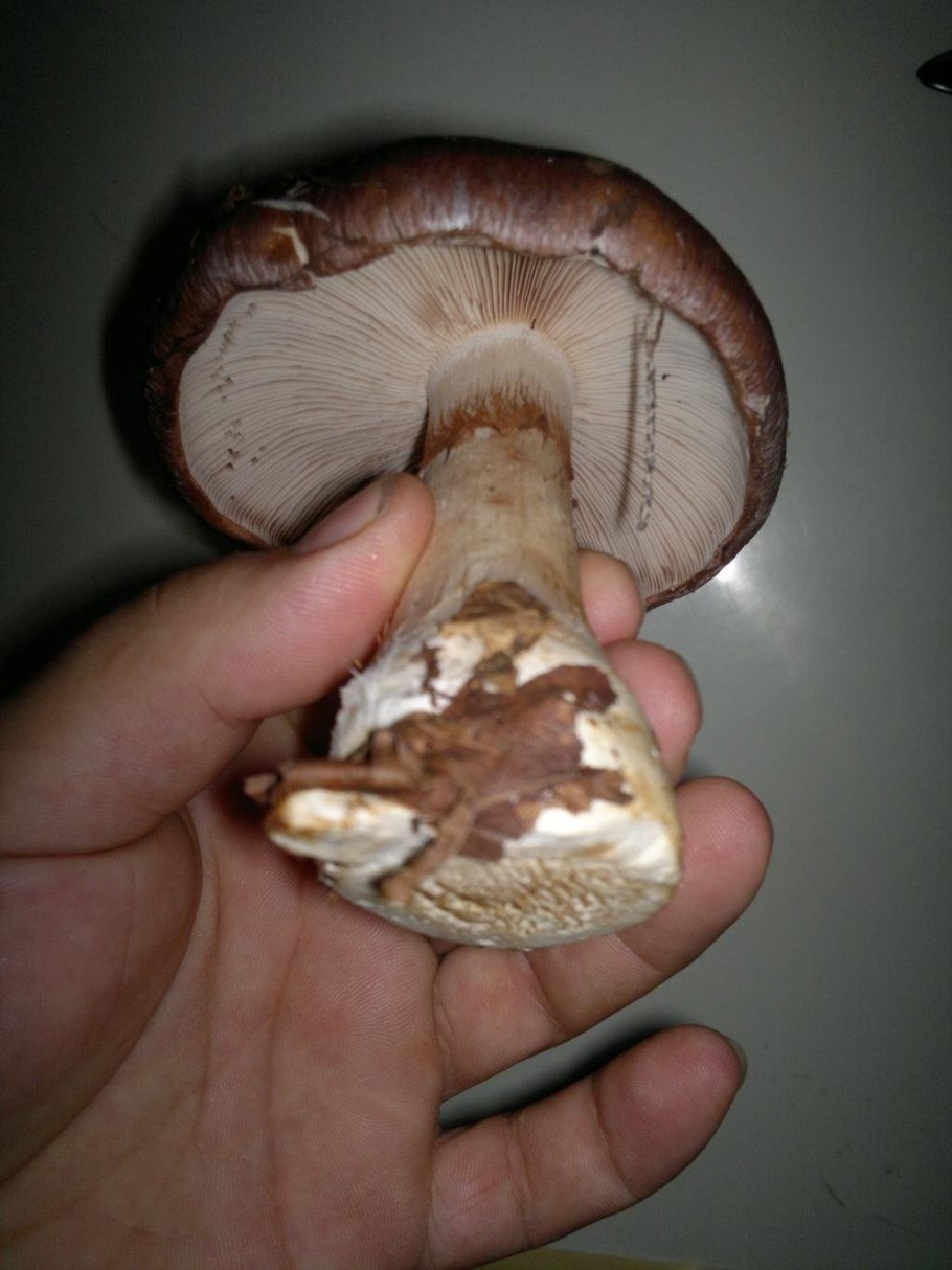 Гриб паутинник превосходный