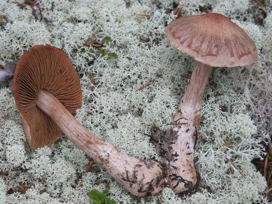 Cortinarius biformis