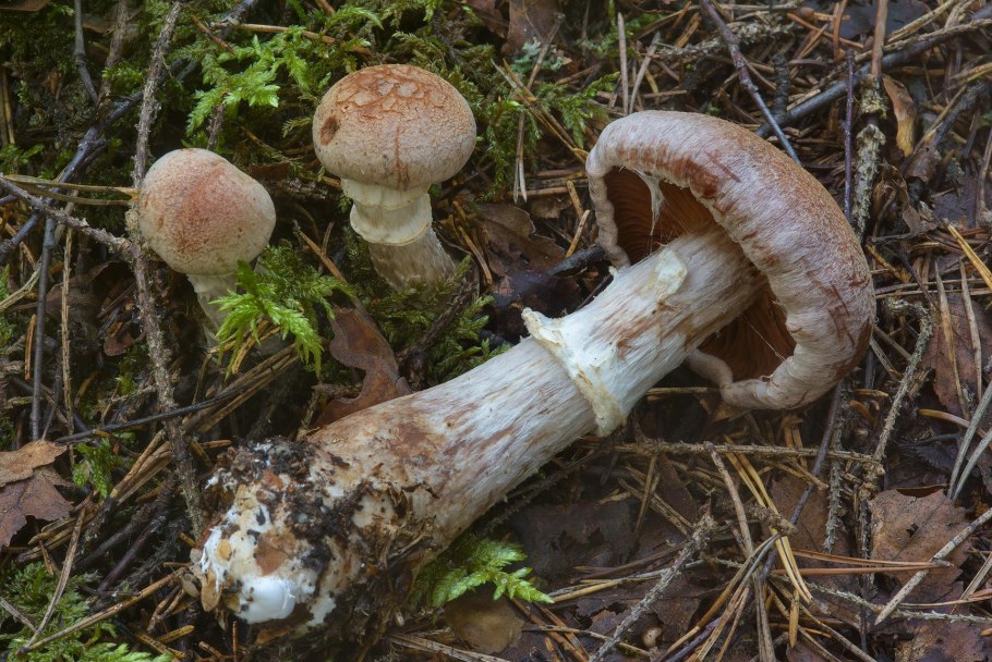 Паутинник браслетчатый