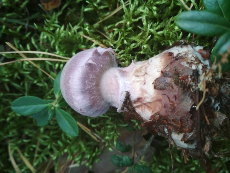 Паутинник козий Cortinarius traganus