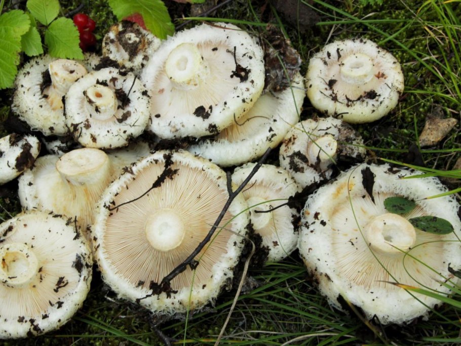 Груздь осиновый Тополевый