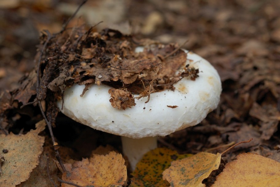 Груздь настоящий (Lactarius resimus)