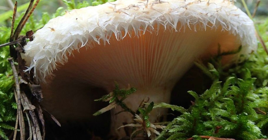 Груздь перечный (Lactarius piperatus)