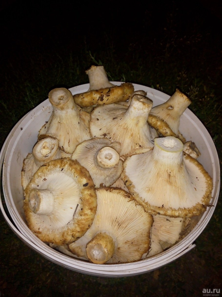 Подосиновый груздь