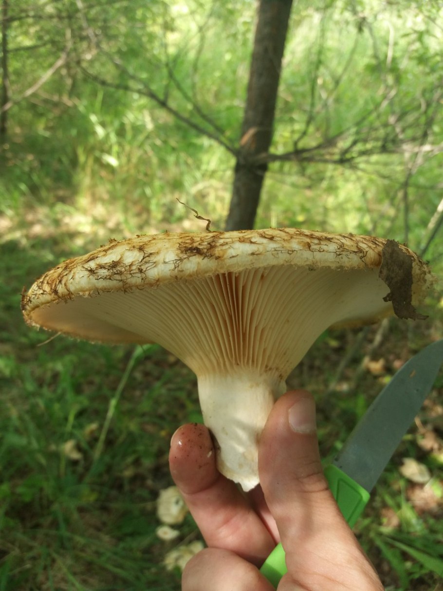 Земляной груздь