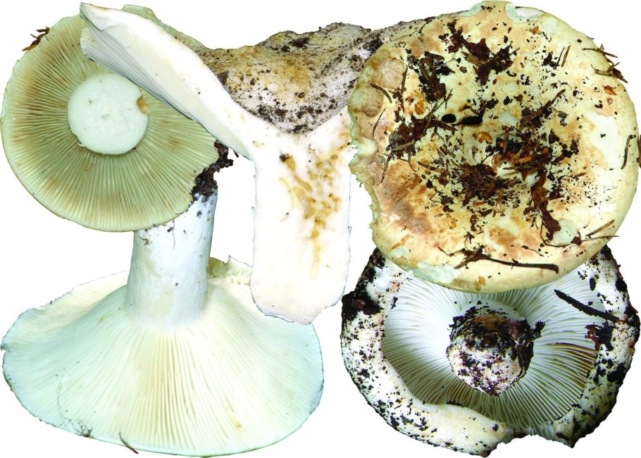 Гриб груздь перечный