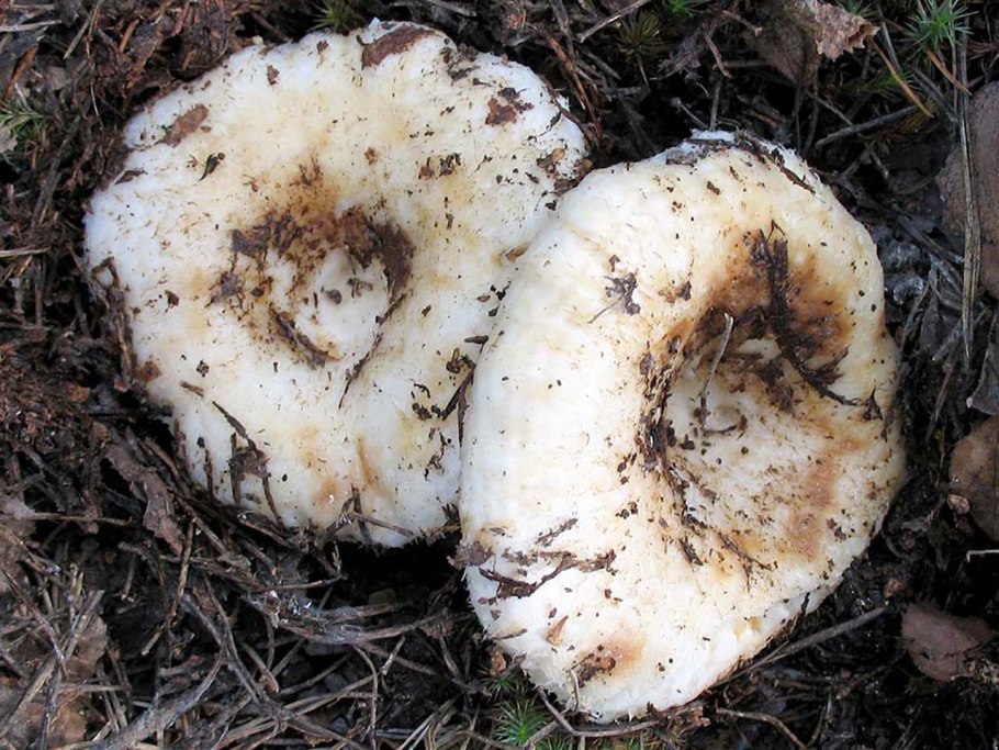 Груздь сизоватый Lactarius glaucescens
