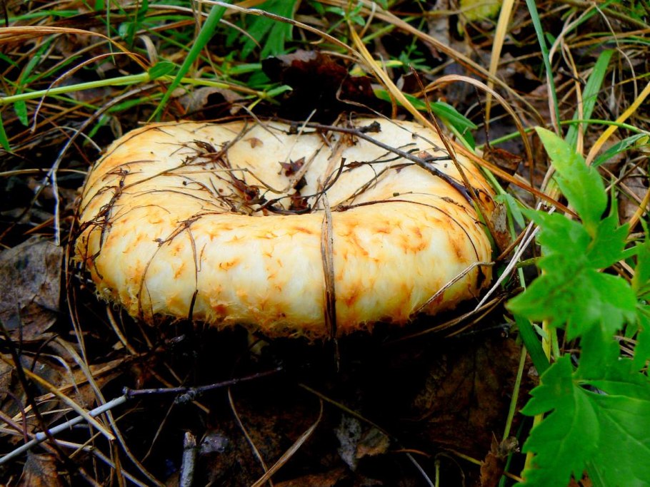 Груздь водянистозоновый (Lactarius aquizonatus)