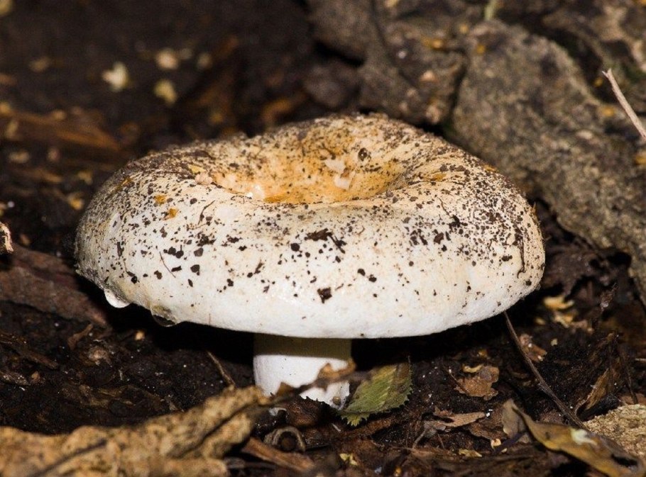 Груздь перечный (Lactárius piperátus)