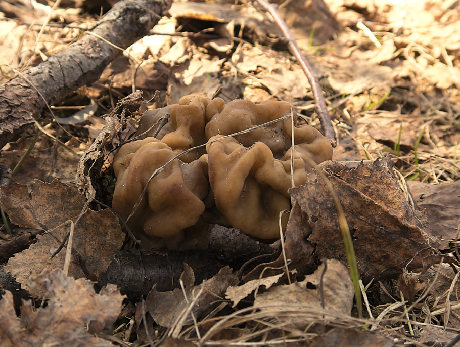 Строчок гриб съедобный или нет