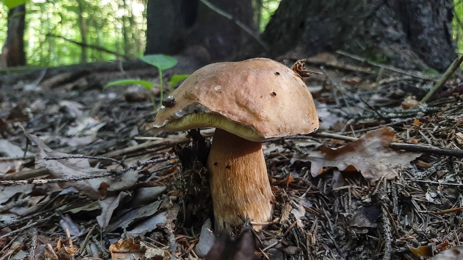 Гриб строчок гигантский