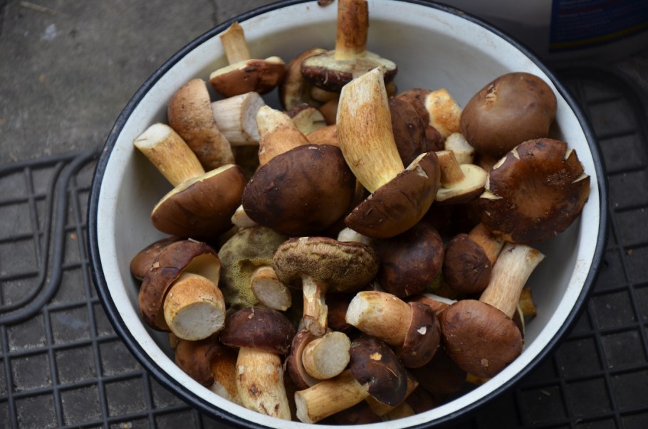 Домашняя грибница белых грибов