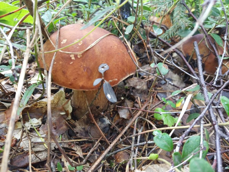 Домашняя грибница белых грибов