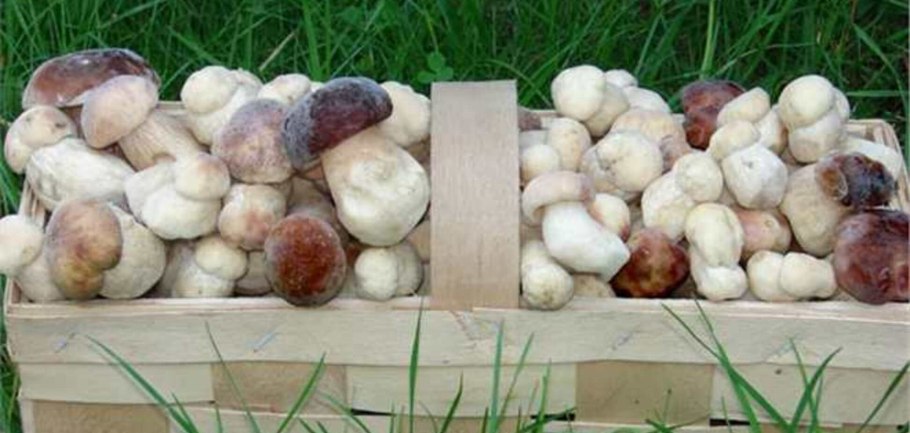 Грибы в Калининградской области 2018