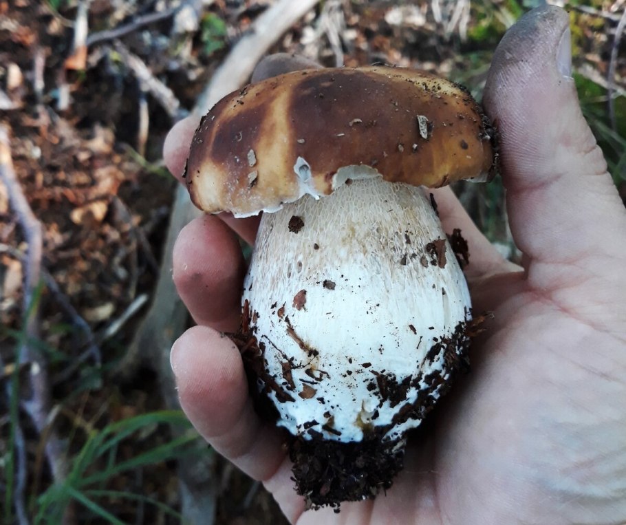 Луговой белый гриб