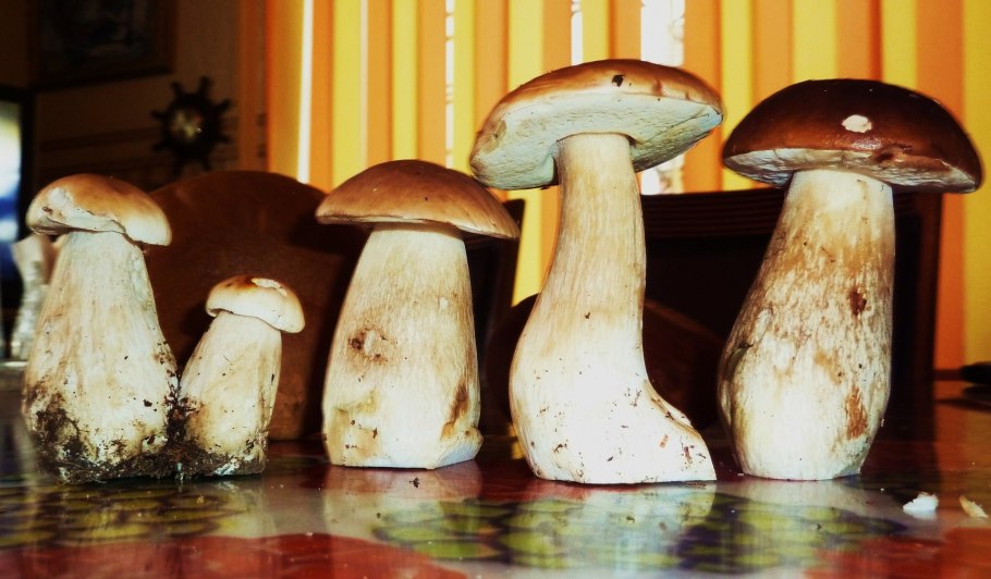 Аппетитные белые грибы