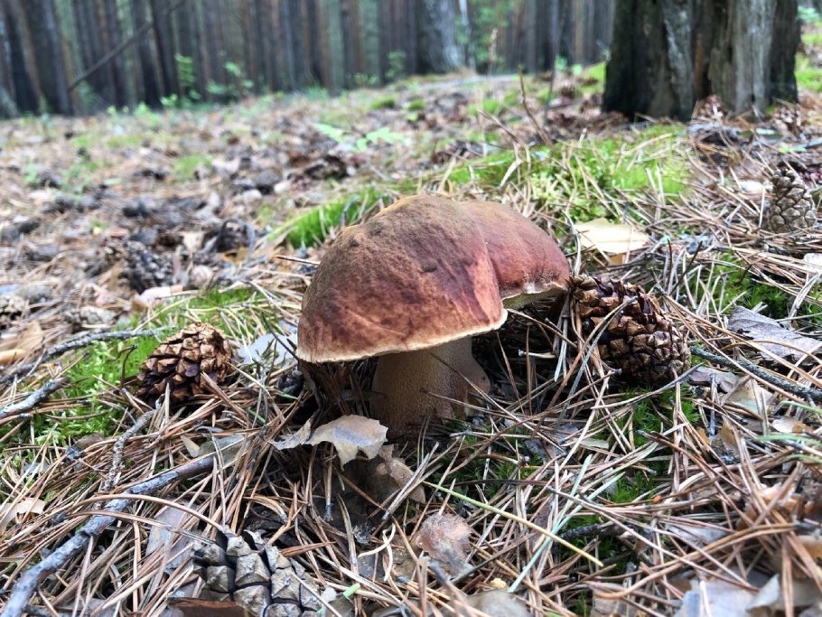 Луговой белый гриб