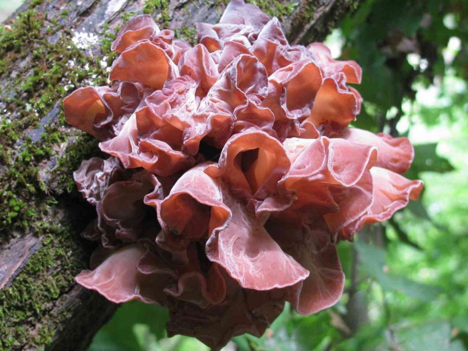 Шиитаке и муэр