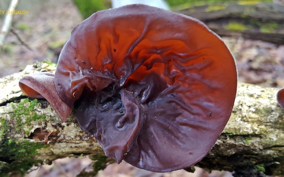 Сухие китайские грибы