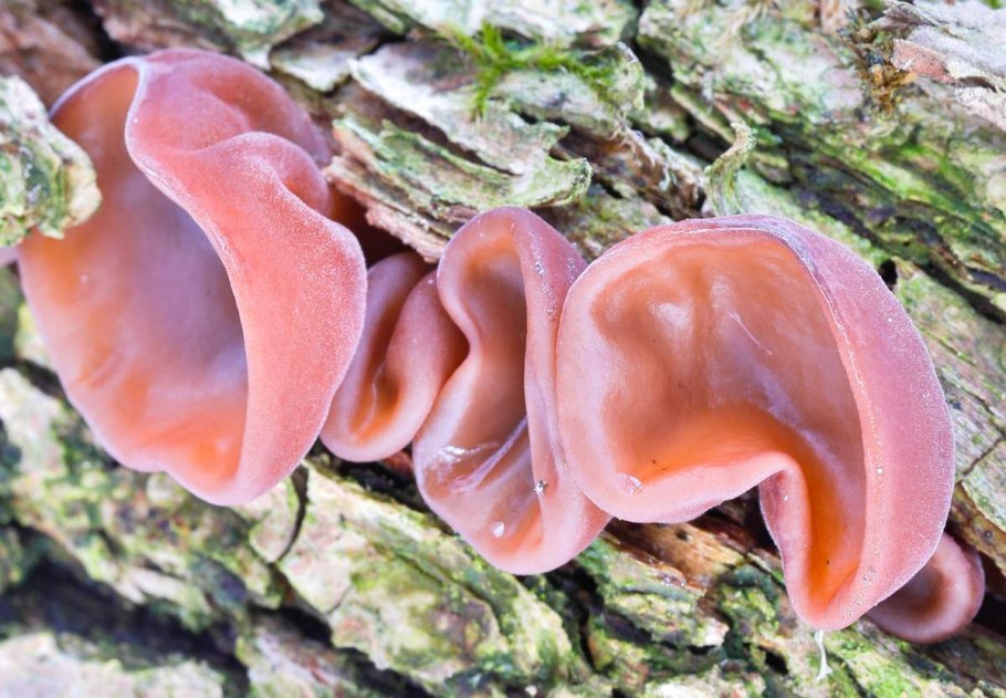 Хлопень специию