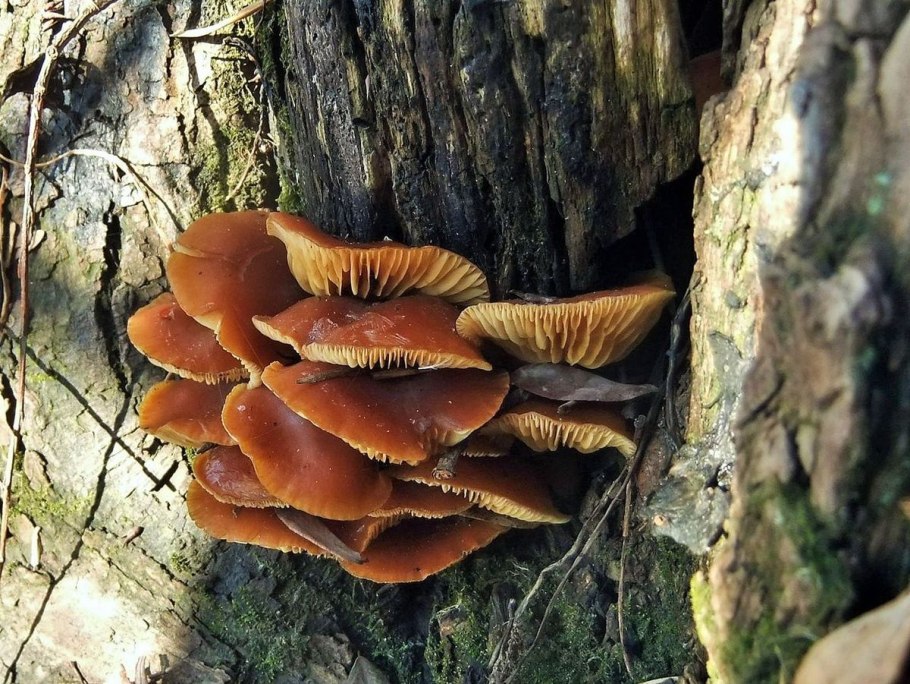 Фламмулина на дереве