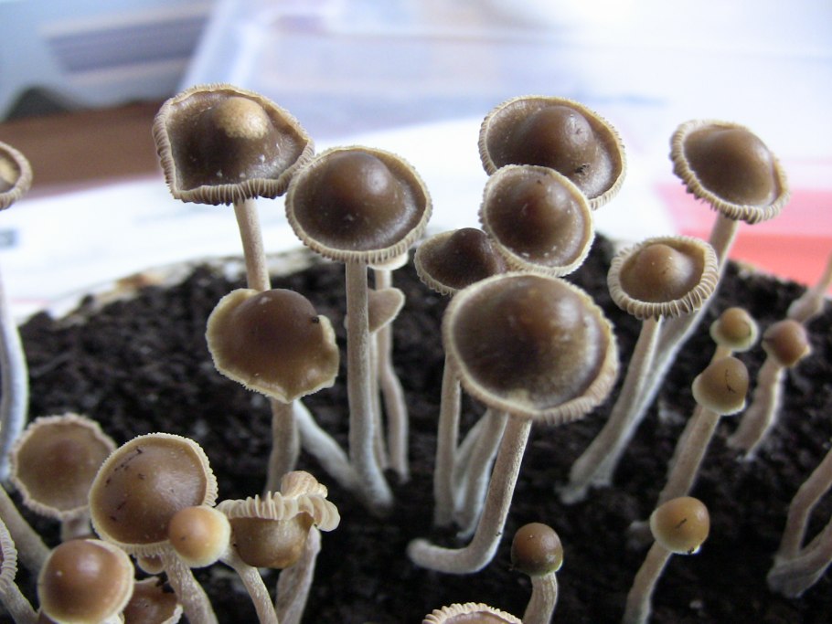 Psilocybe semilanceata