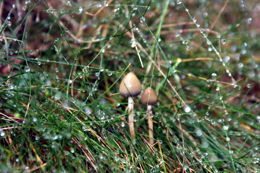 Psilocybe semilanceata