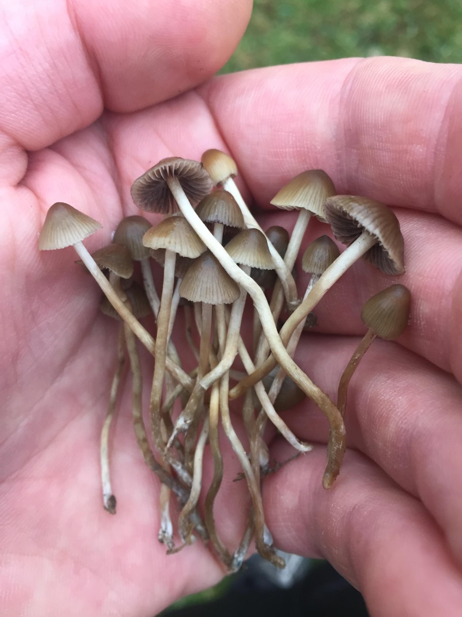 Psilocybe semilanceata