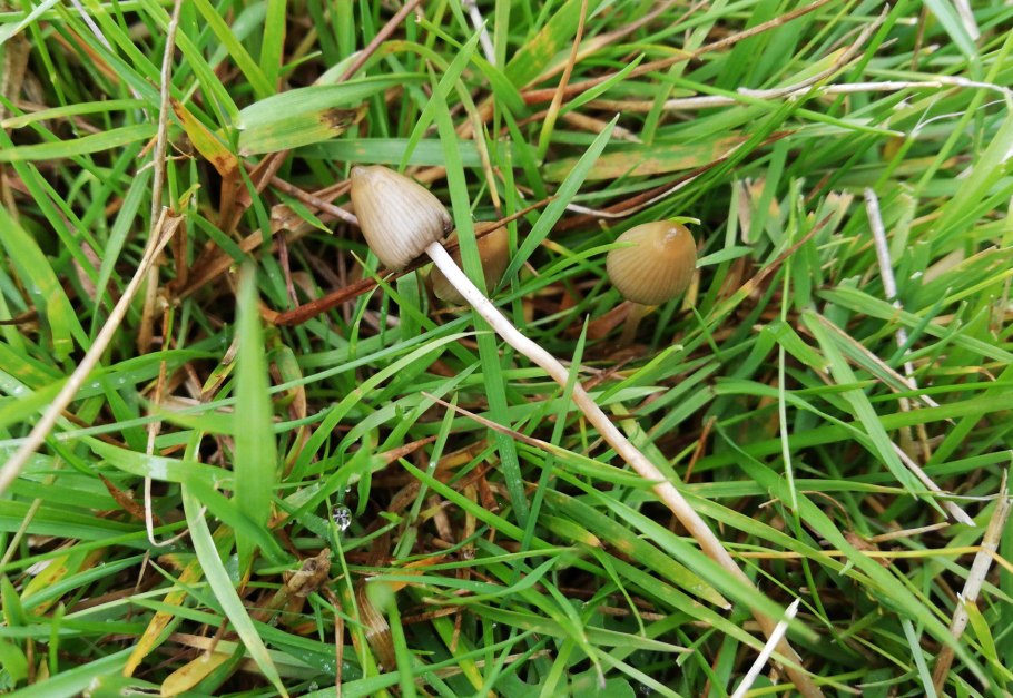 Псилоцибе полуланцетовидная