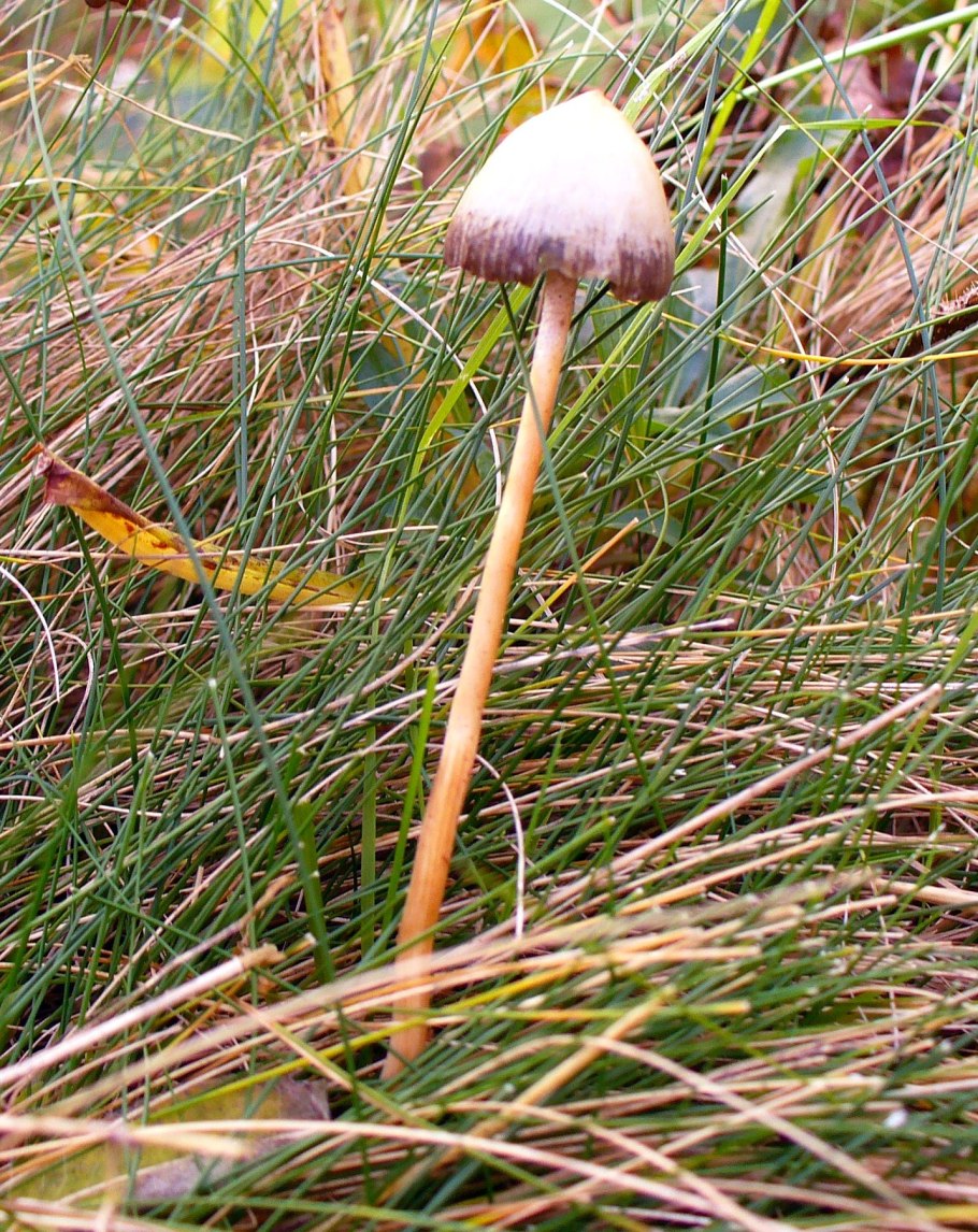 Гриб псилоцибе полуланцетовидная