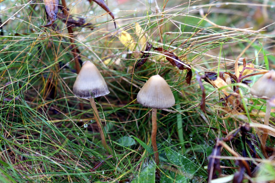 Psilocybe atrobrunnea