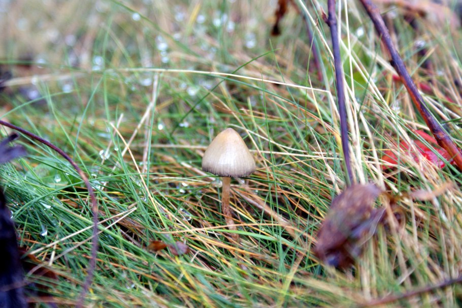Поляны псилоцибиновых грибов Подмосковья