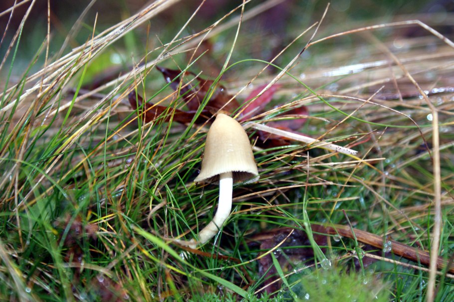 Psilocybe semilanceata трип