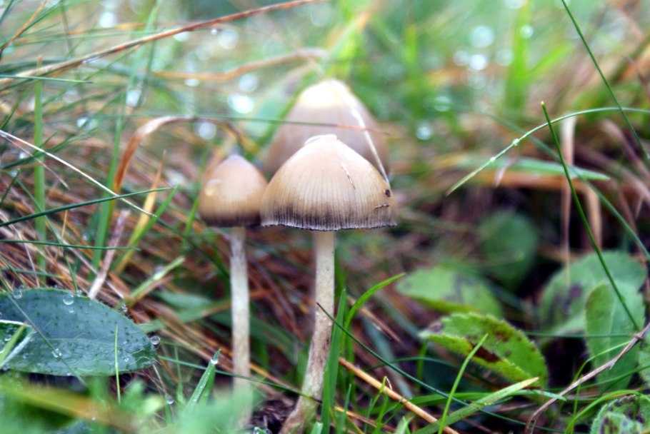 Psilocybe semilanceata