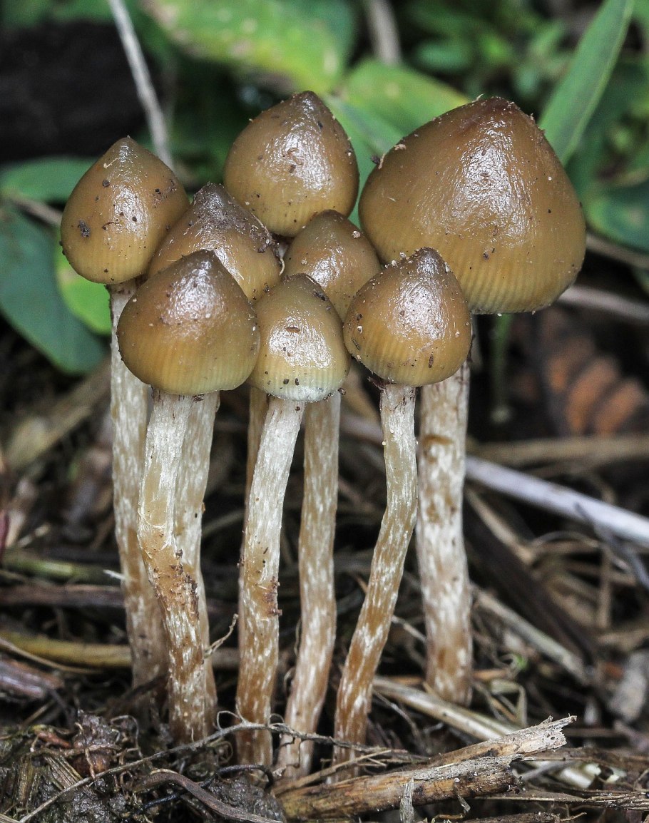 Psilocybe semilanceata