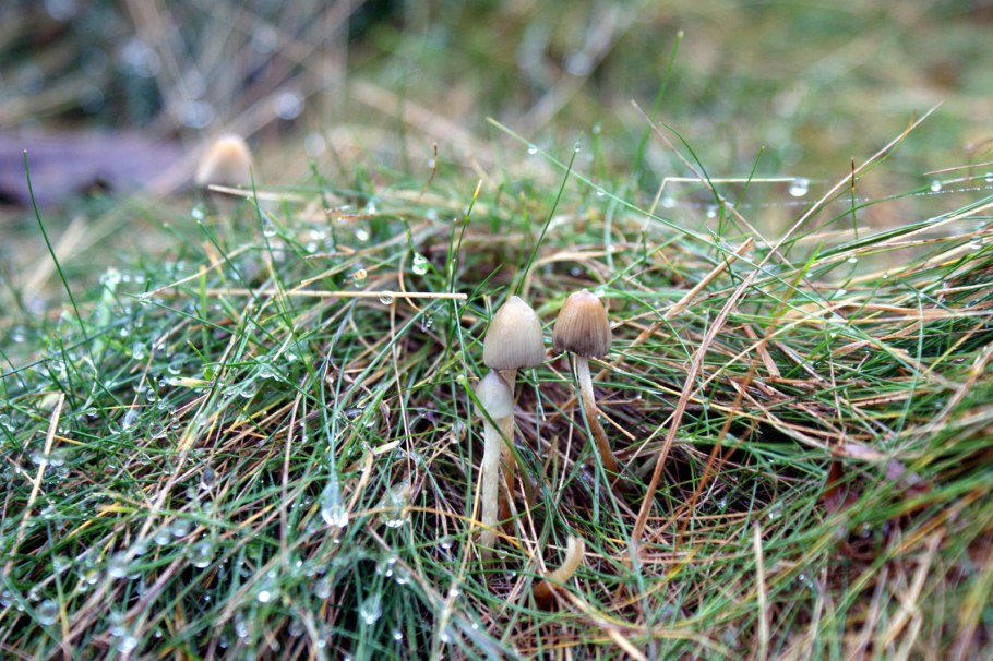 Psilocybe semilanceata