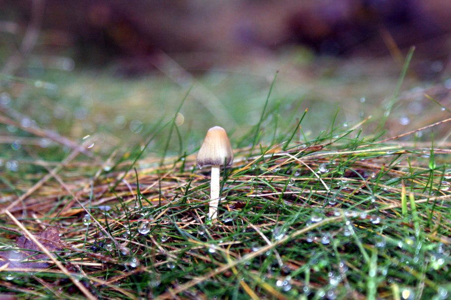 Psilocybe semilanceata микроскопия