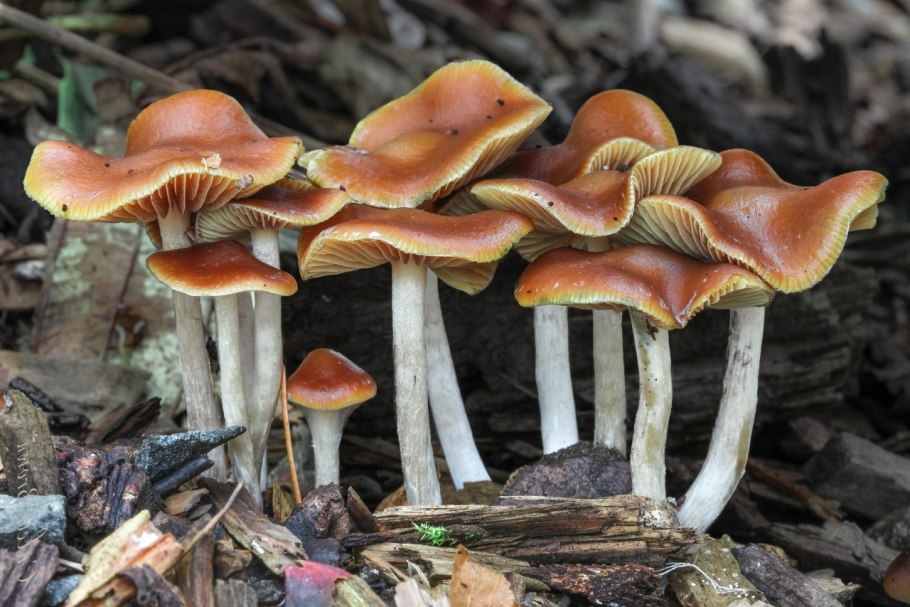 Psilocybe cyanescens гриб
