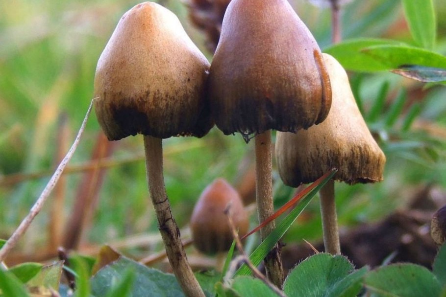 Псилоцибе Семиланцеата