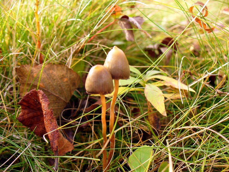 Псилоцибе Семиланцеата