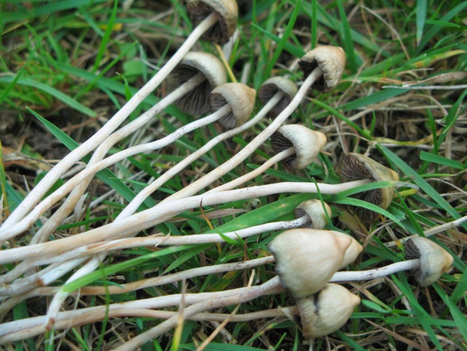 Мексиканский гриб псилоцибе Купенда