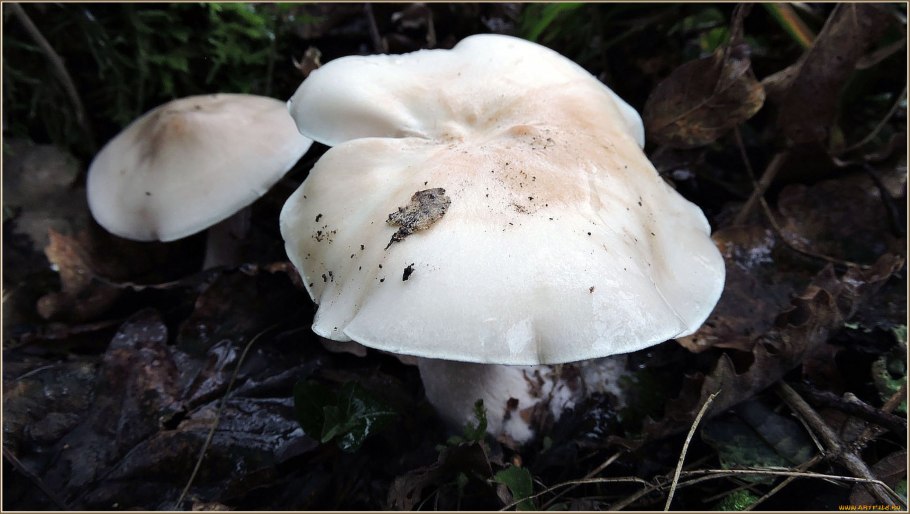Tricholoma inamoenum