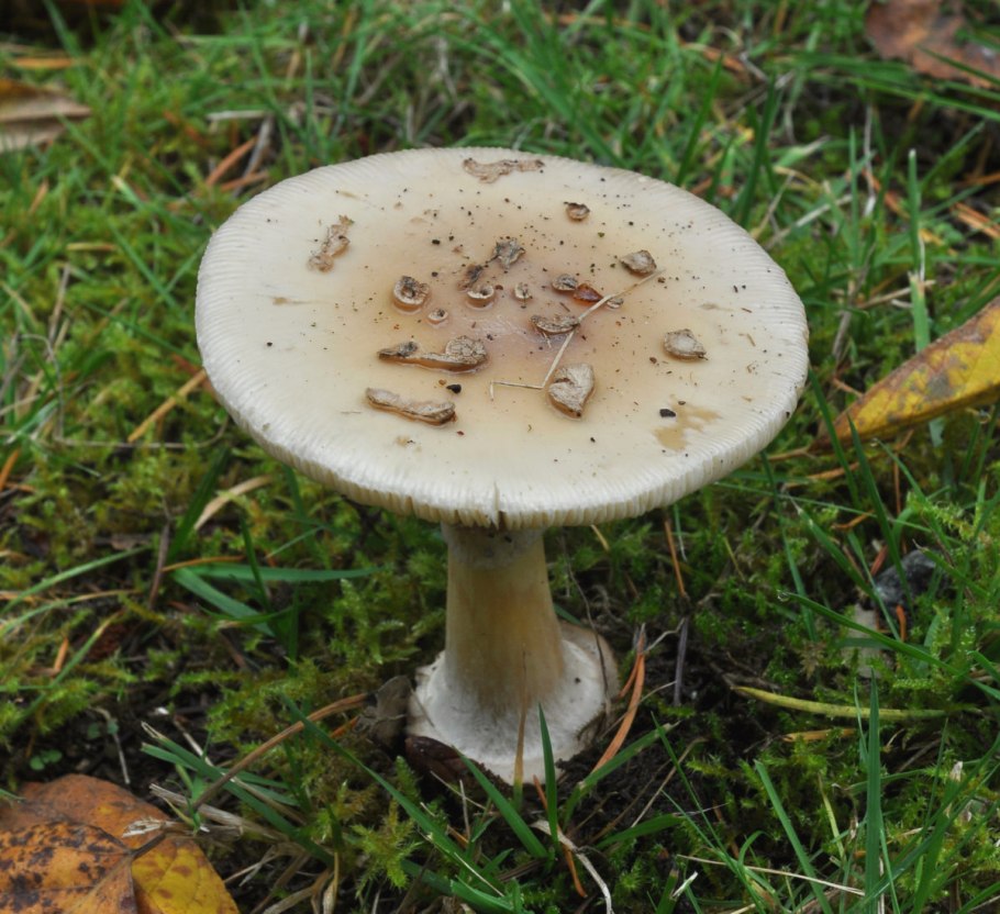 Мухомор поганковидный,лимонный.Amanita citrina